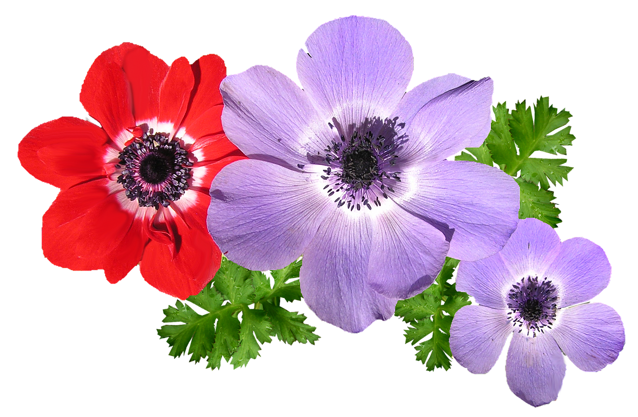 anemone mixed flowers free photo