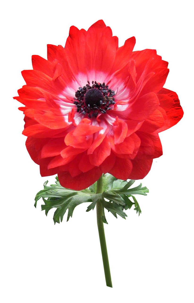 anemone red double flower free photo