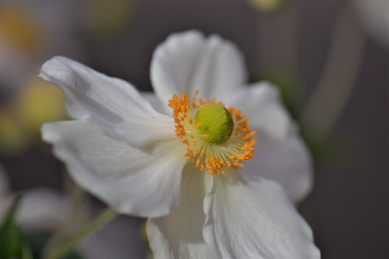 anemone blossom bloom free photo