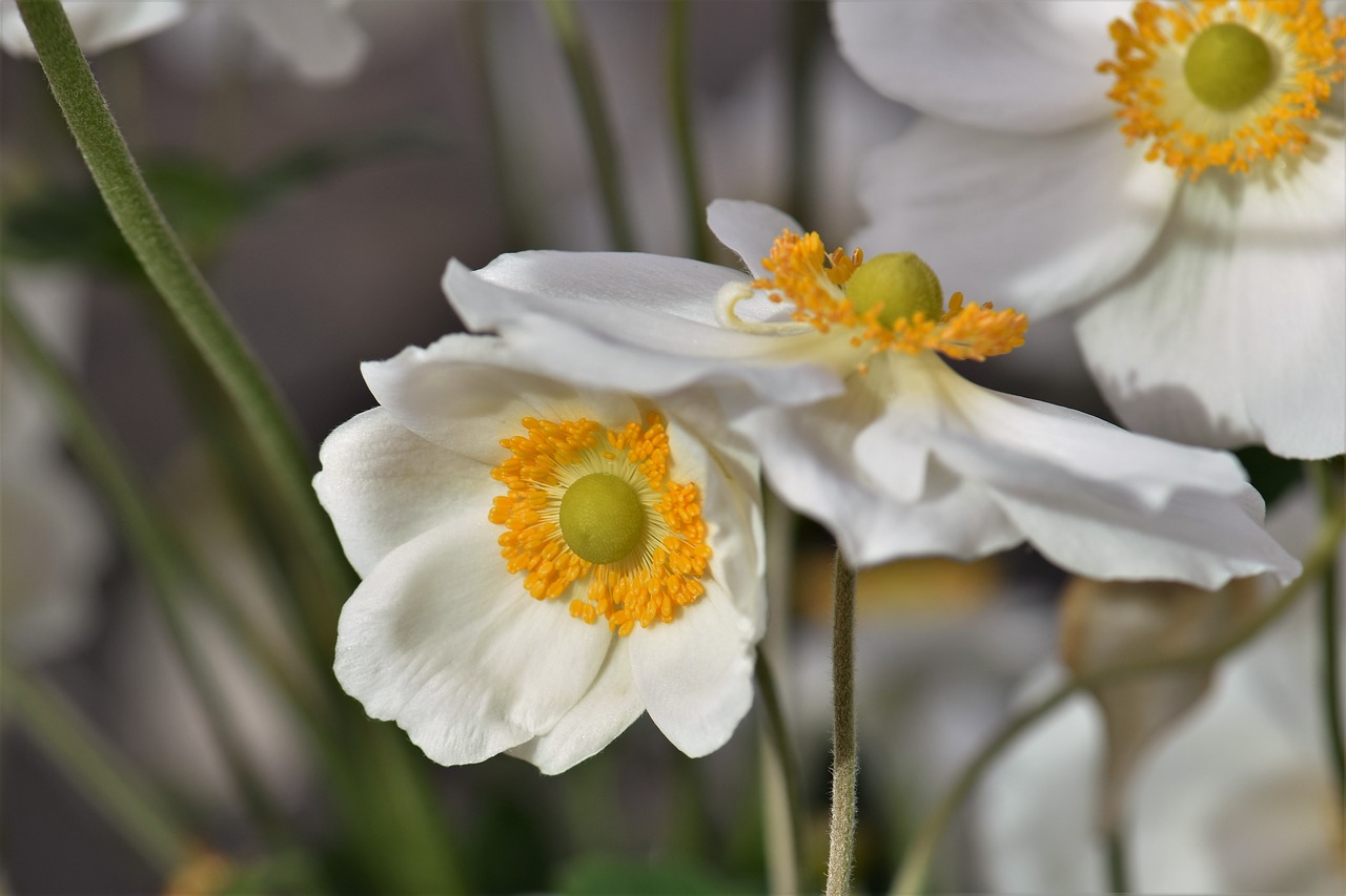 anemone blossom bloom free photo