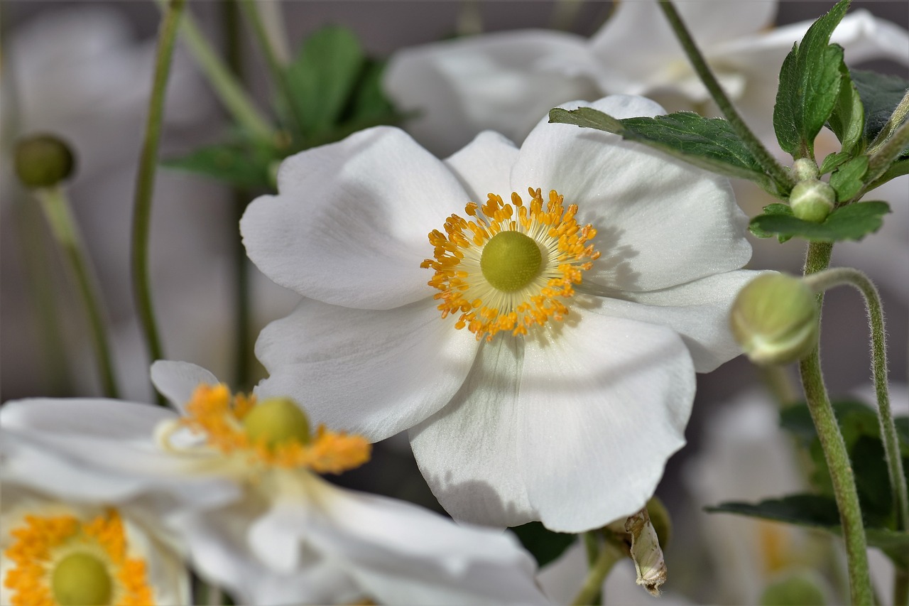 anemone blossom bloom free photo