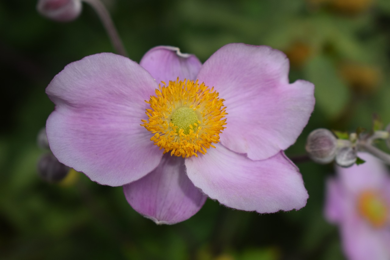 anemone pink flower garden free photo