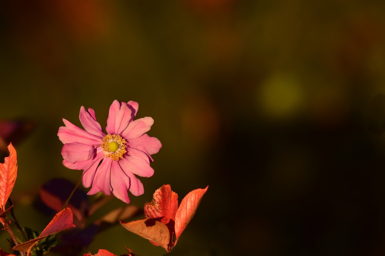 anemone evening sun red flower free photo