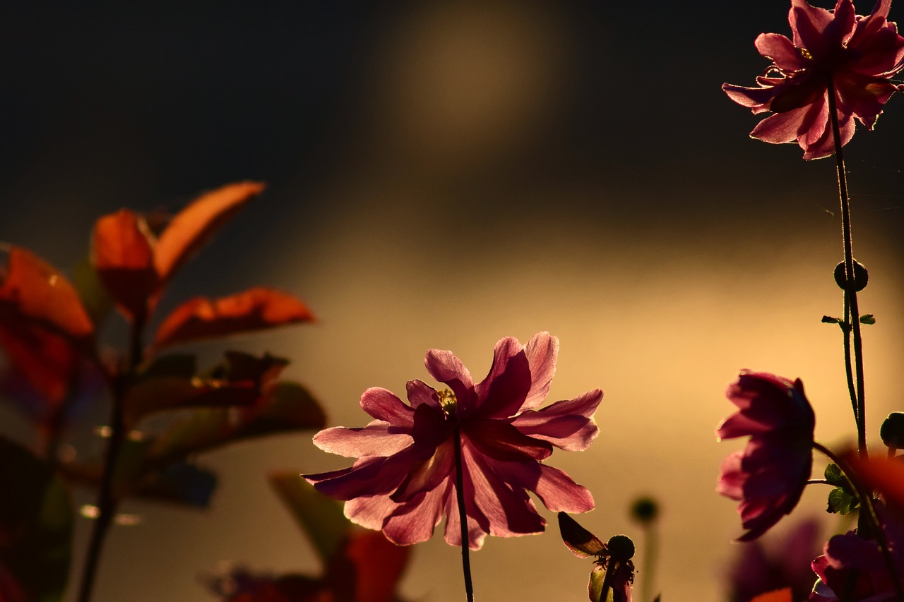 anemone evening sun red flower free photo