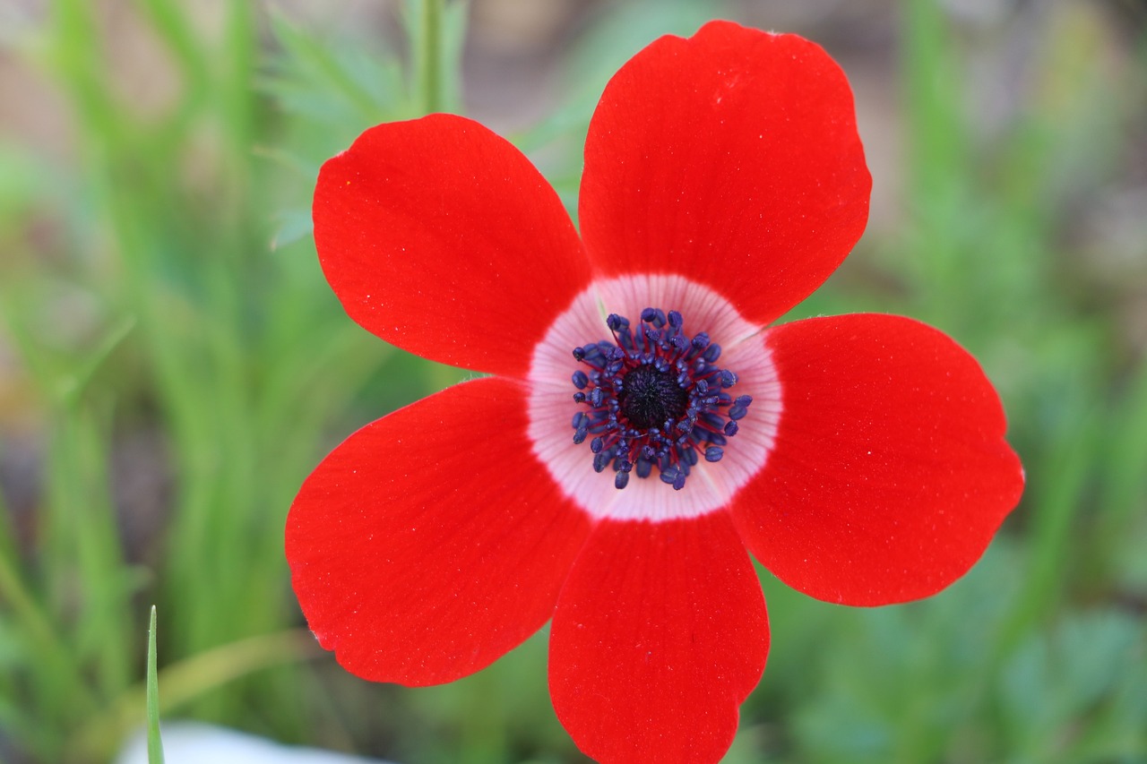 anemone flower red free photo