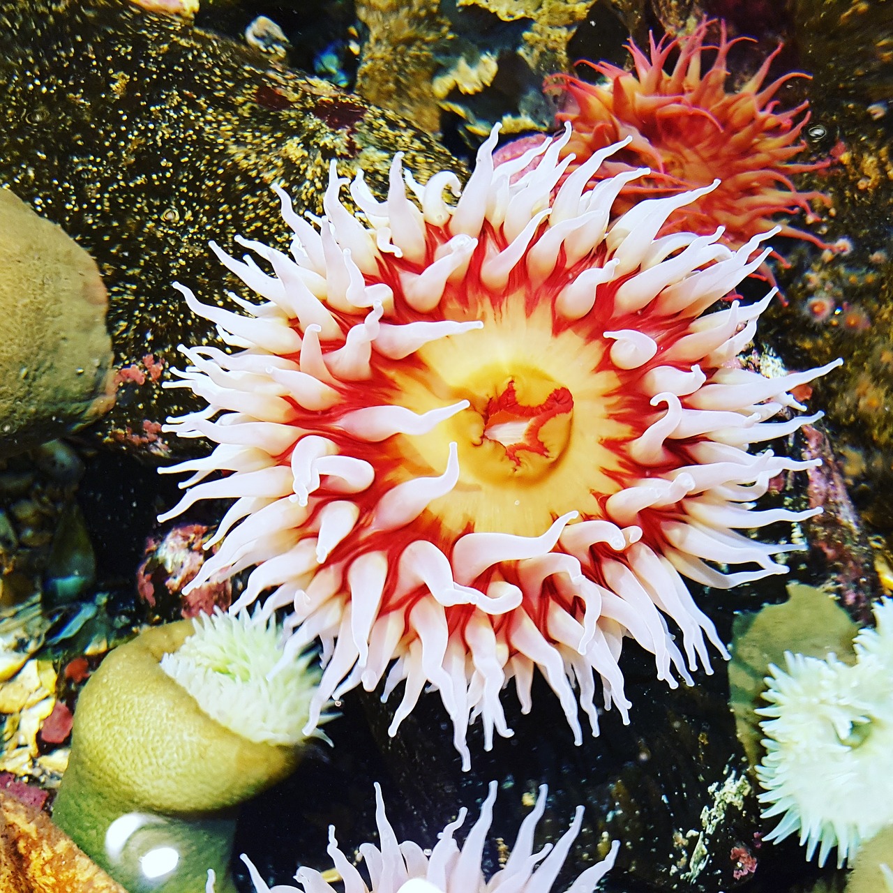 anemone water sea anemone free photo