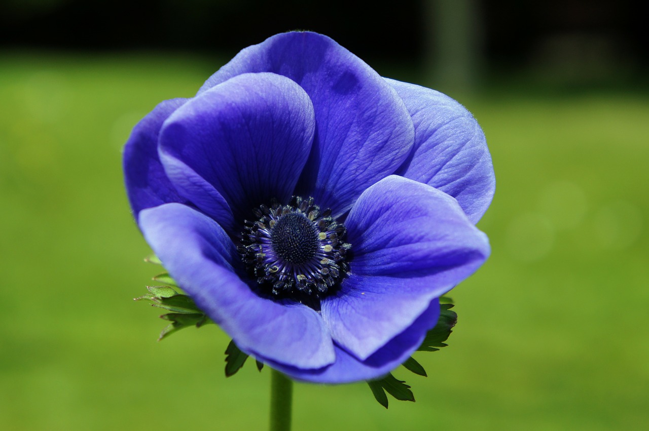 anemone blue flower free photo