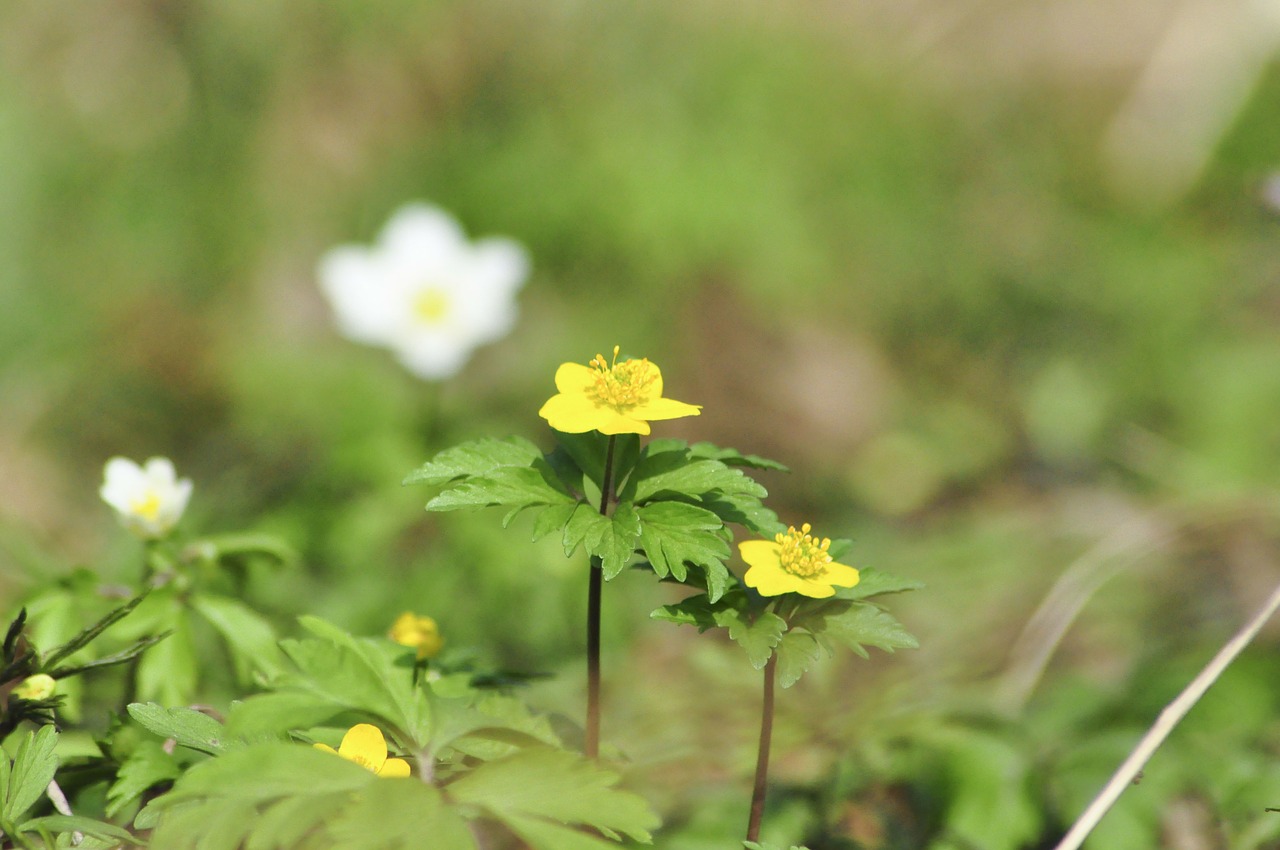 anemone green flowers free photo