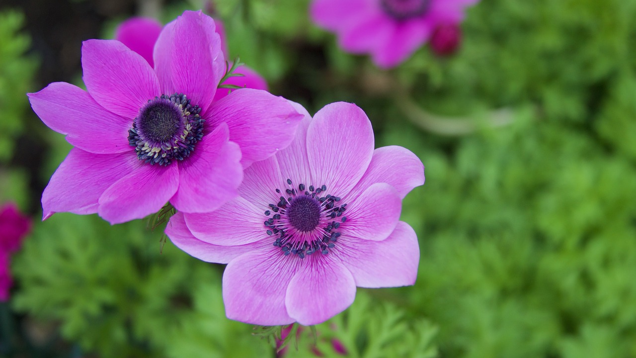 anemone flowers spring free photo