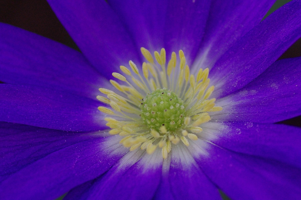 anemone blossom bloom free photo