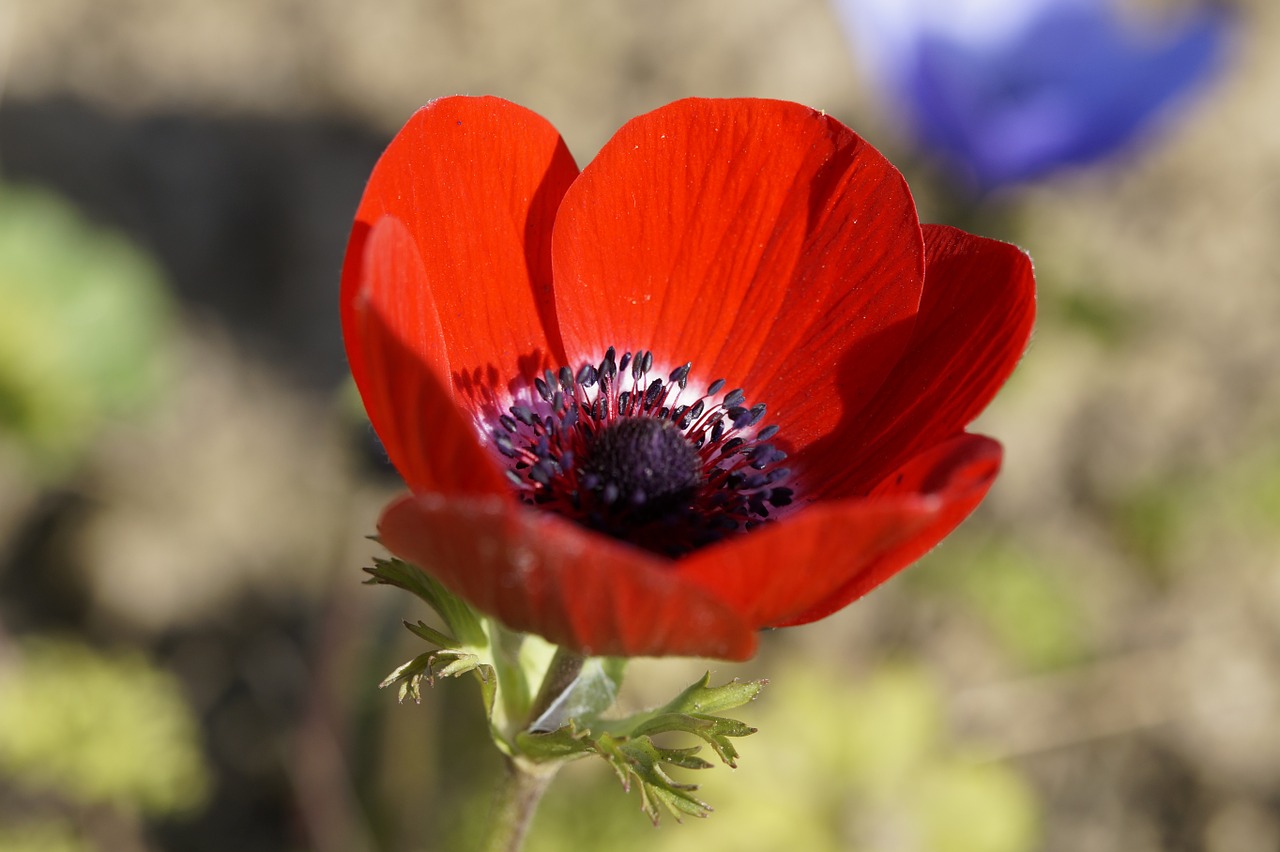 anemone flower red free photo