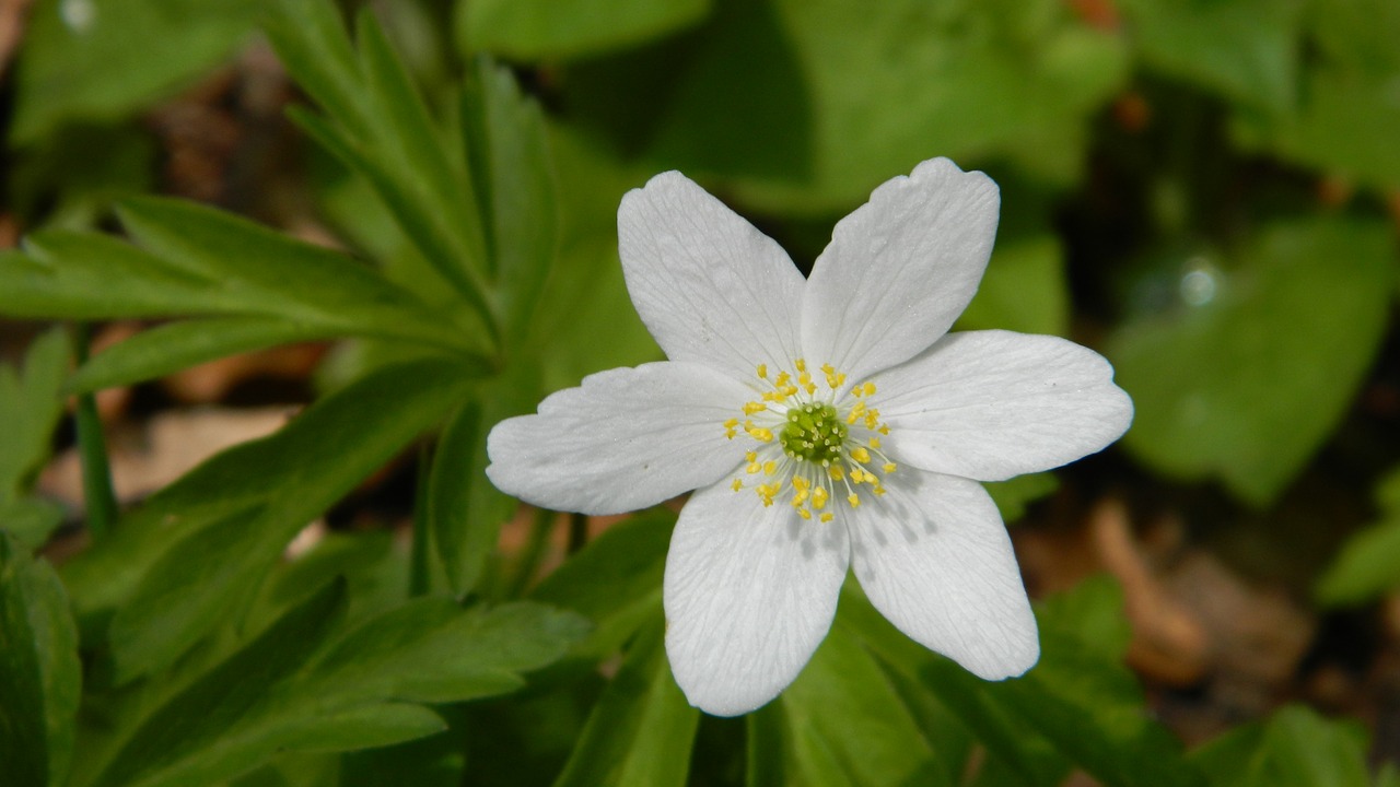 anemone white flower free photo