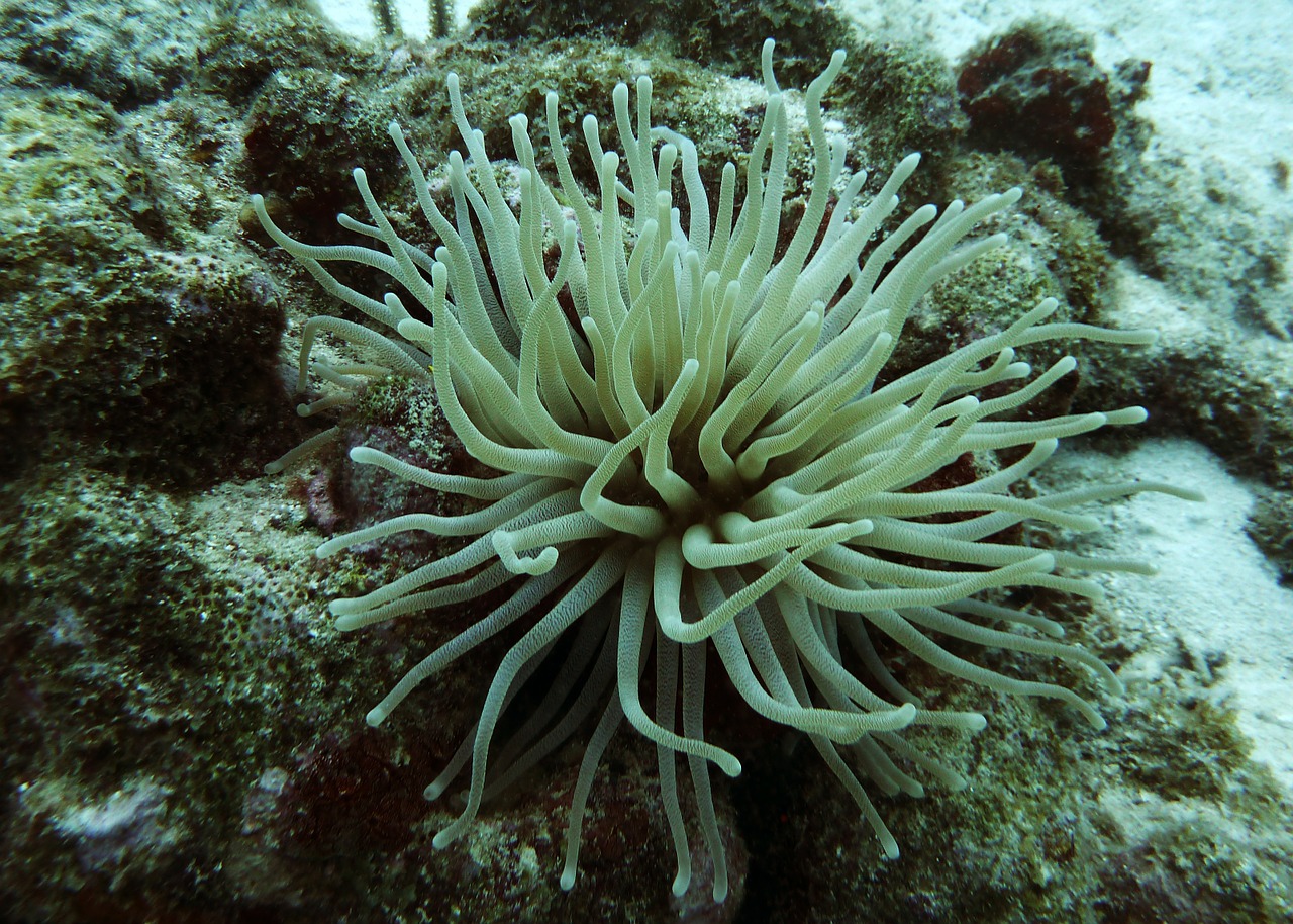 anemone sea life scuba diving free photo