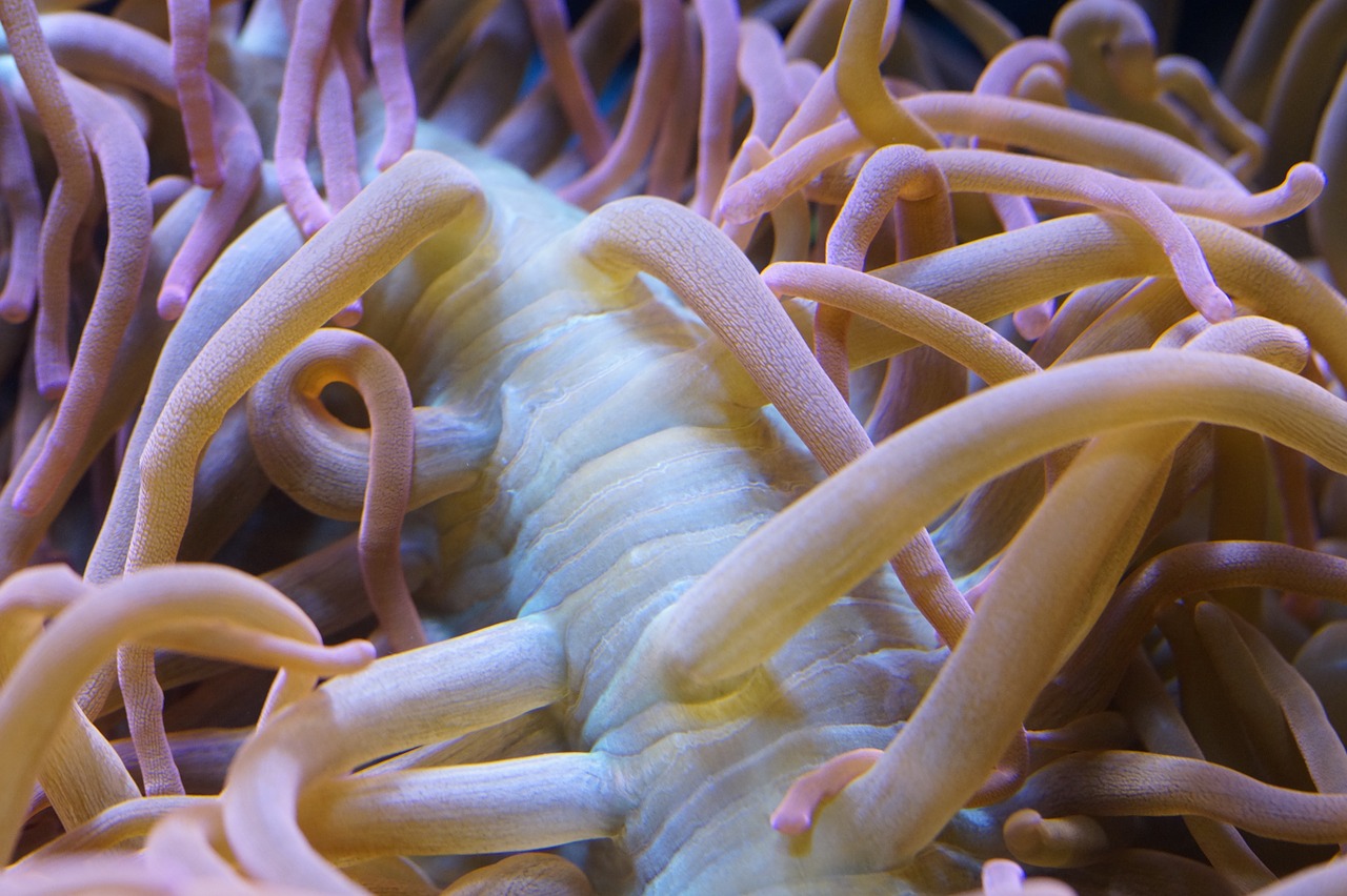 anemone sea anemone underwater free photo