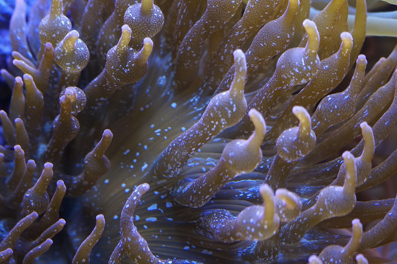 anemone coral sea free photo