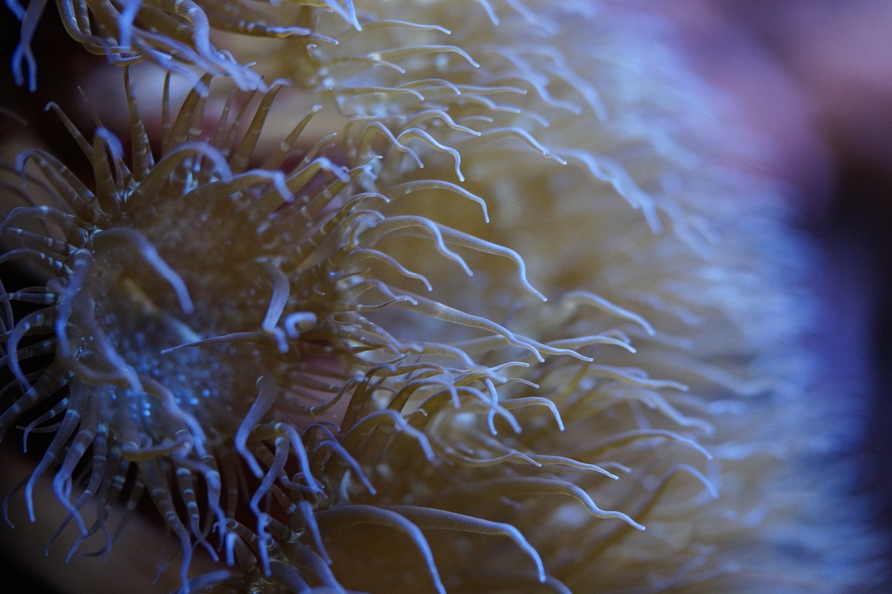 anemone tentacle underwater world free photo