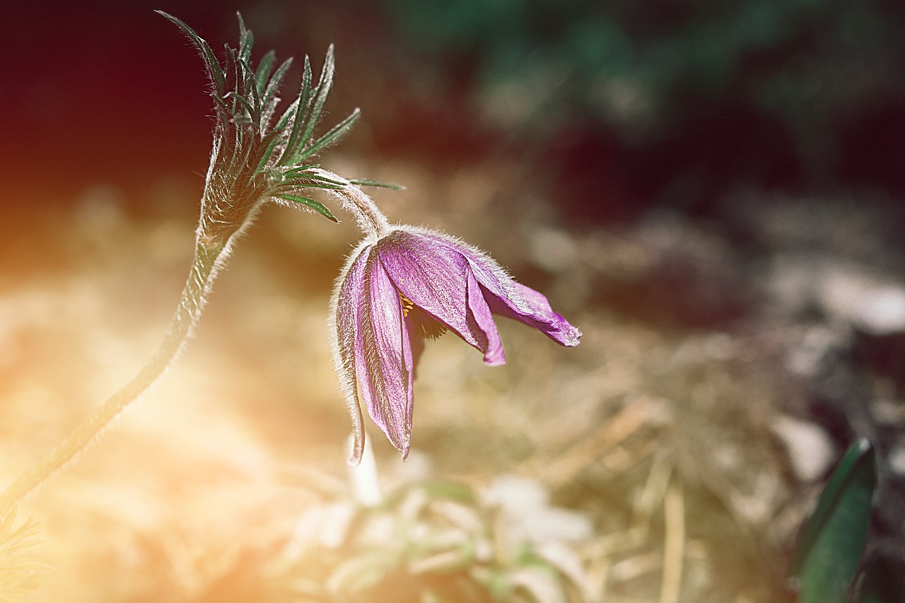 anemone  flower  purple anemone free photo