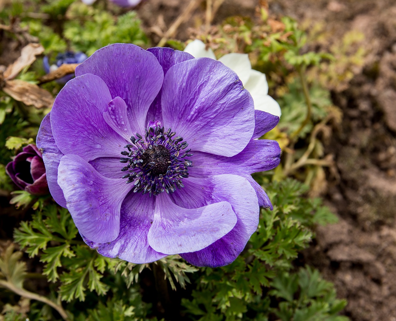 anemone  flower  plant free photo