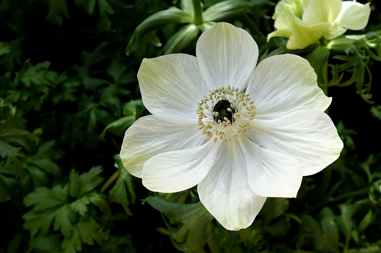 anemone  flower  nature free photo