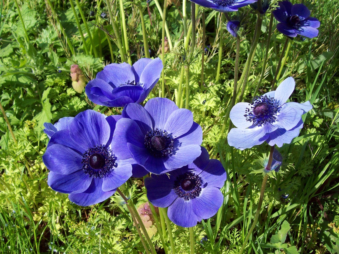 anemone flower blue free photo