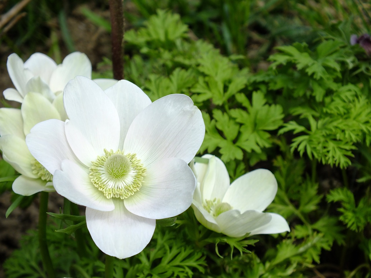 anemone  flower  garden free photo