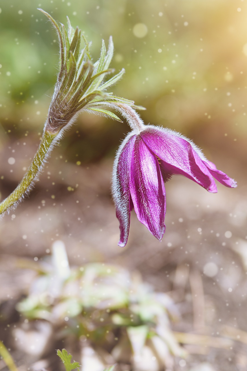 anemone  spring  spring flower free photo