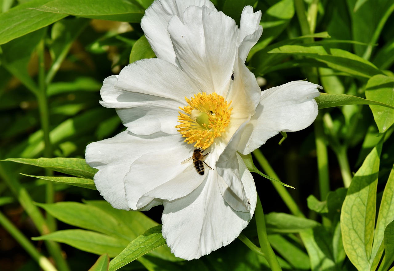 anemone  florets  blossom free photo