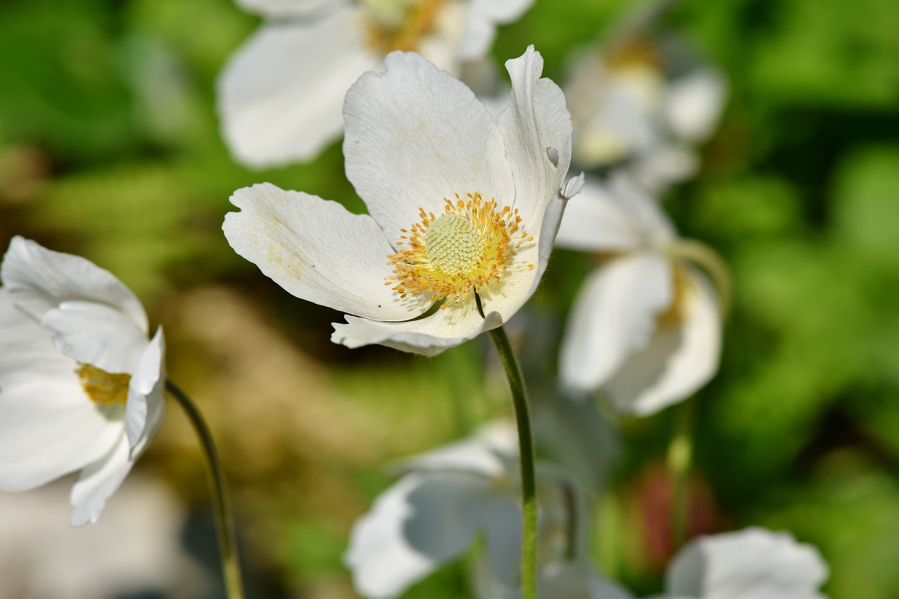 anemone  large anemone  blossom free photo