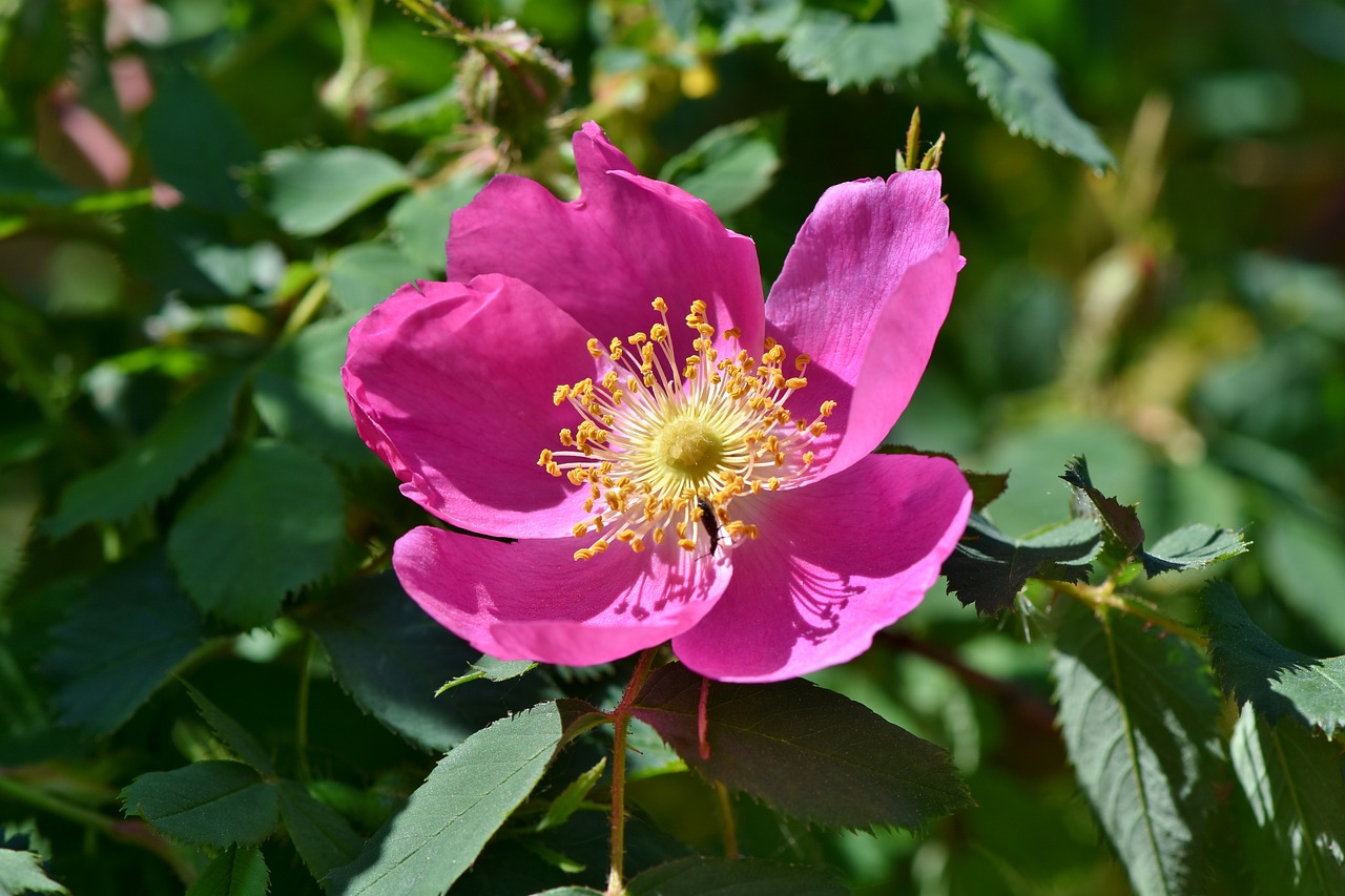 anemone  florets  blossom free photo