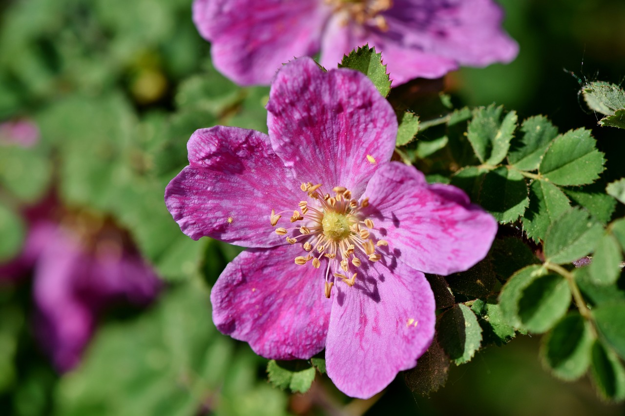 anemone  florets  blossom free photo