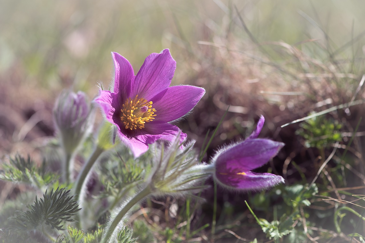 anemone  purple  purple anemone free photo