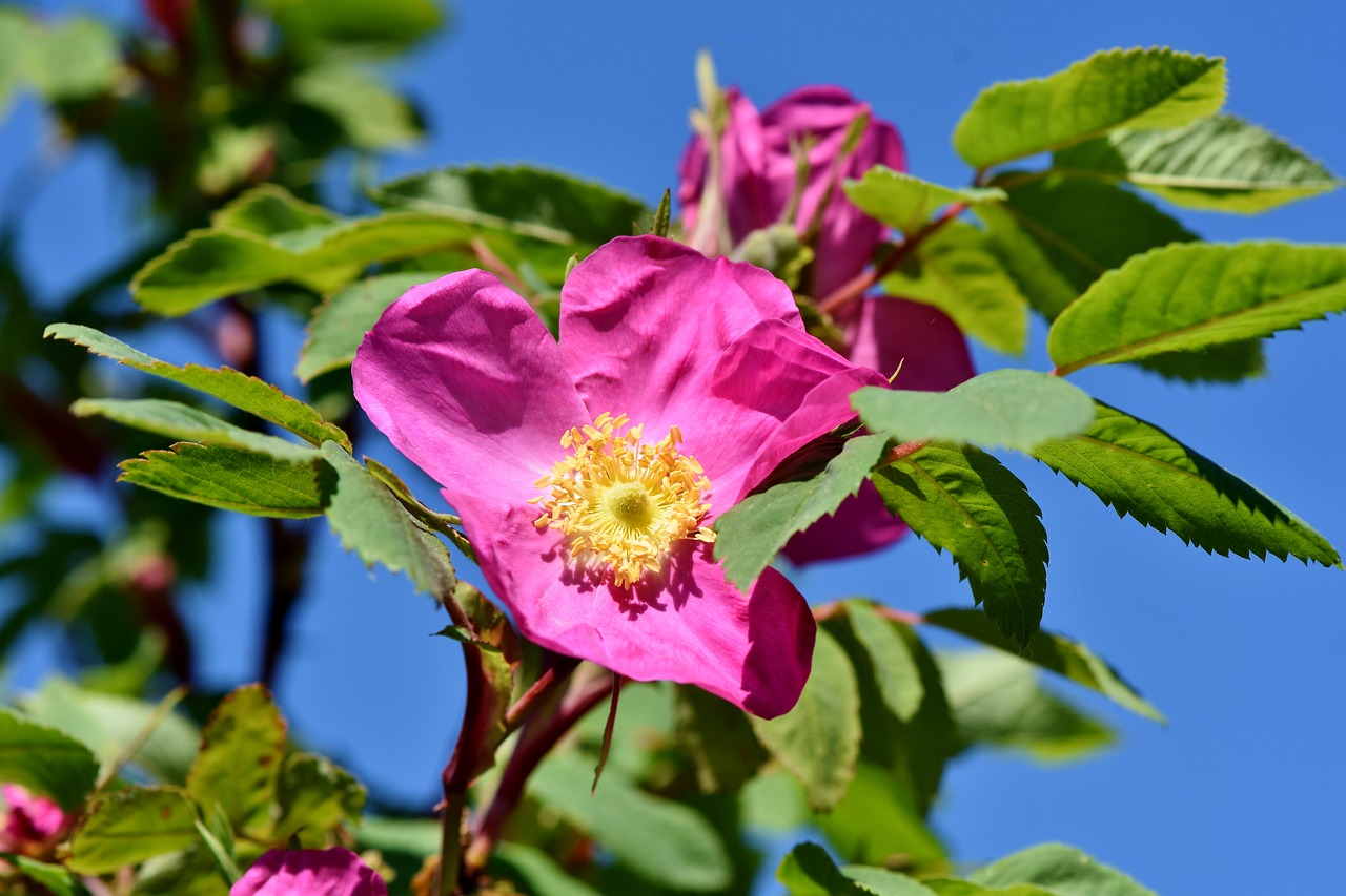 anemone  florets  blossom free photo