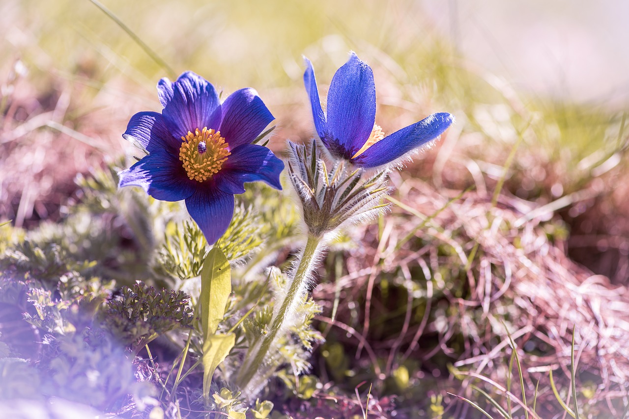 anemone  blue  blue anemone free photo