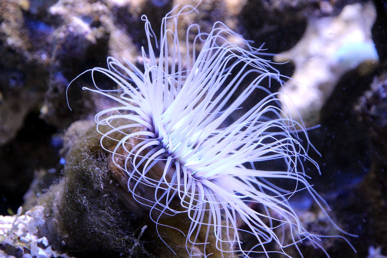 anemone  sea anemone  actinium free photo