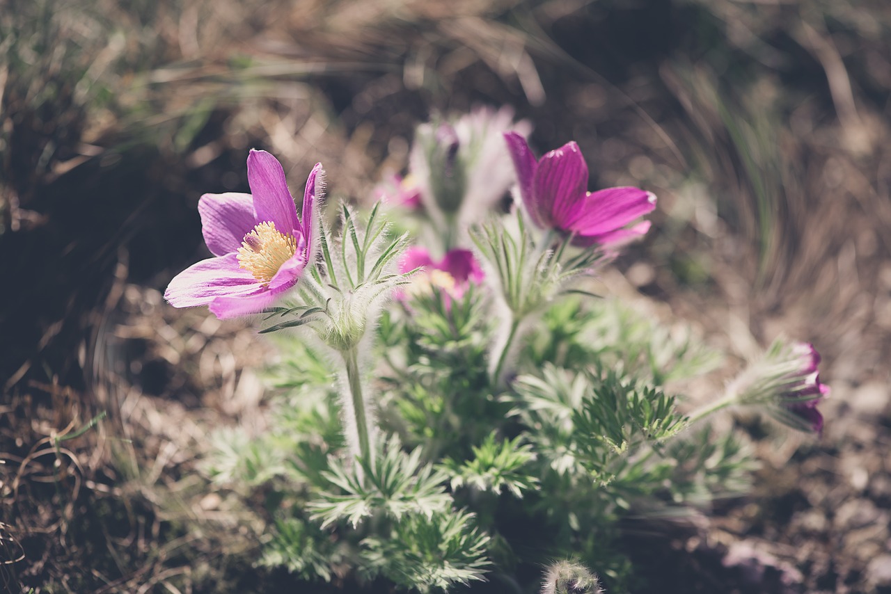 anemone  flower  purple free photo