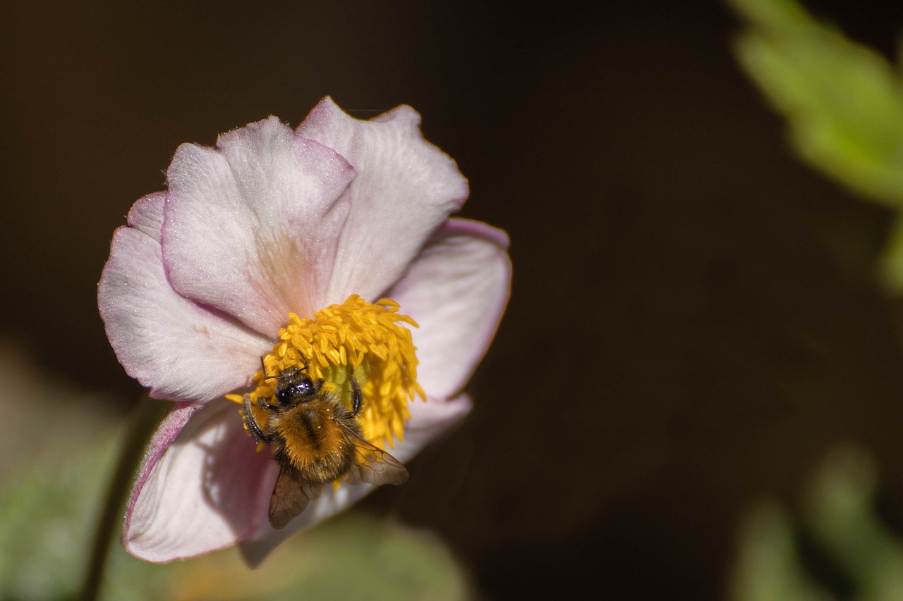 anemone  white  flower free photo