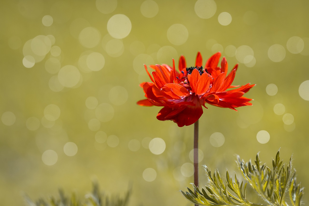 anemone  crown anemone  flower free photo