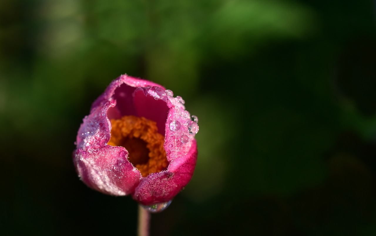 anemone  flower  bud free photo
