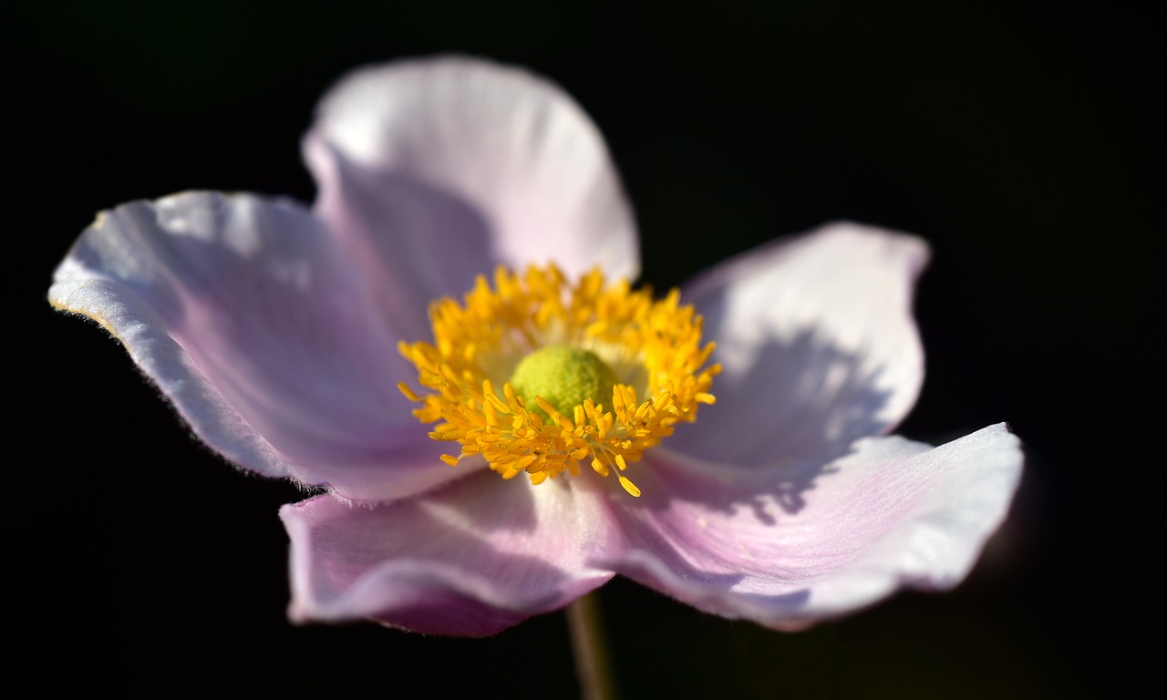 anemone  blossom  bloom free photo