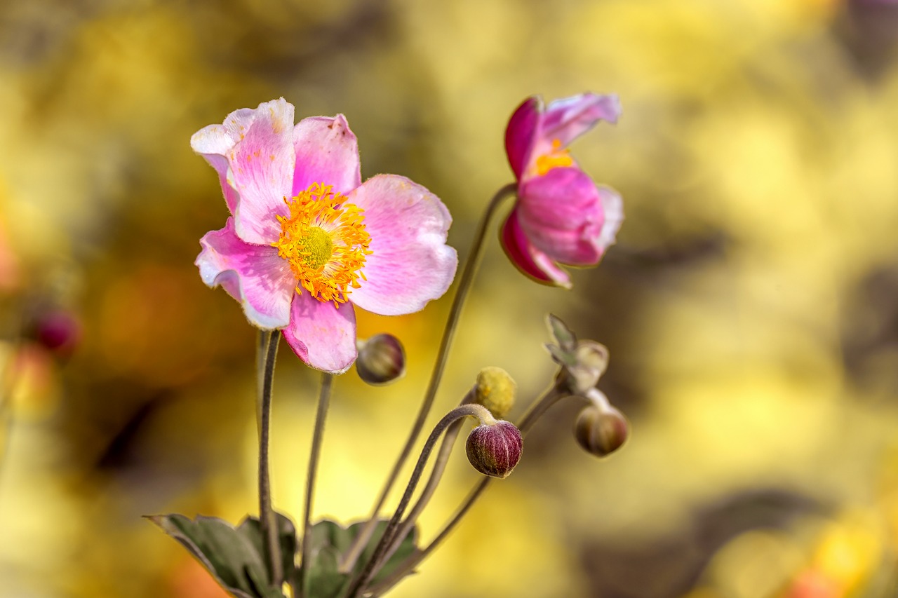 anemone  flower  blossom free photo