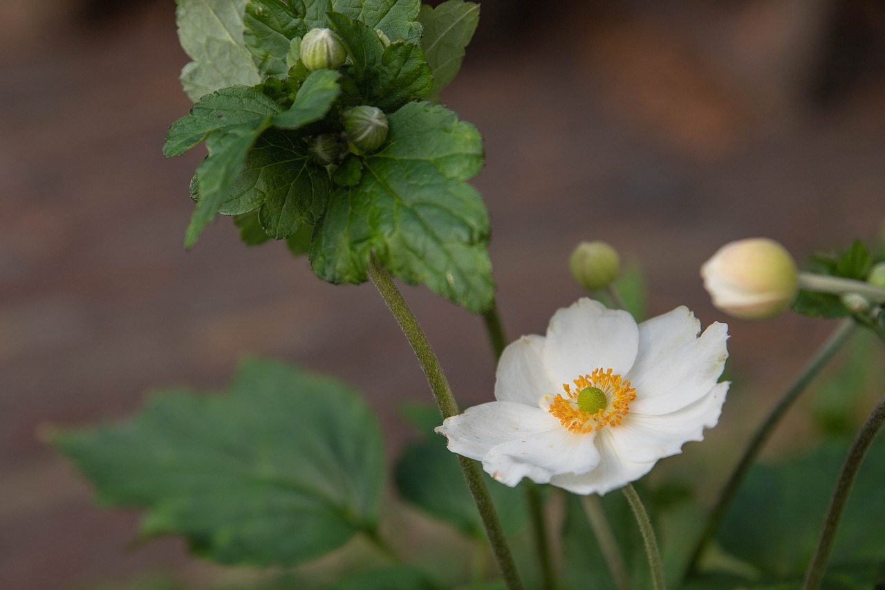 anemone  white anemone  flower free photo