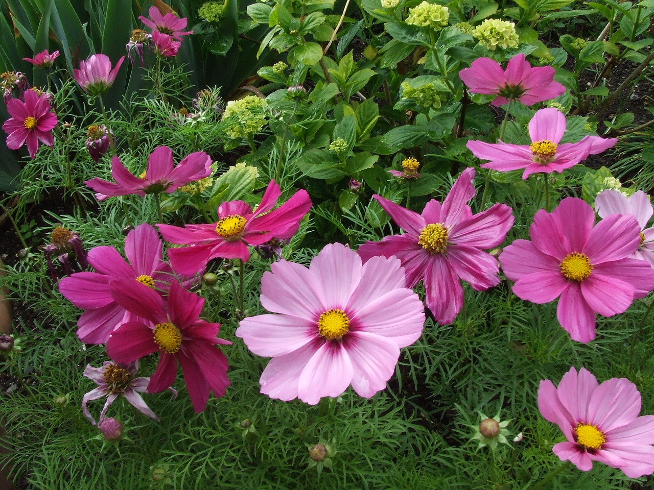 anemone anemone pink flowers free photo