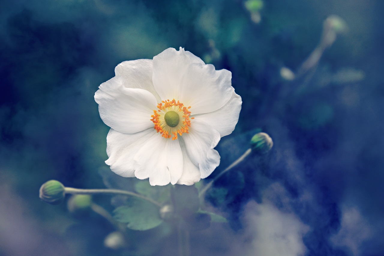 anemone  flower  plant free photo