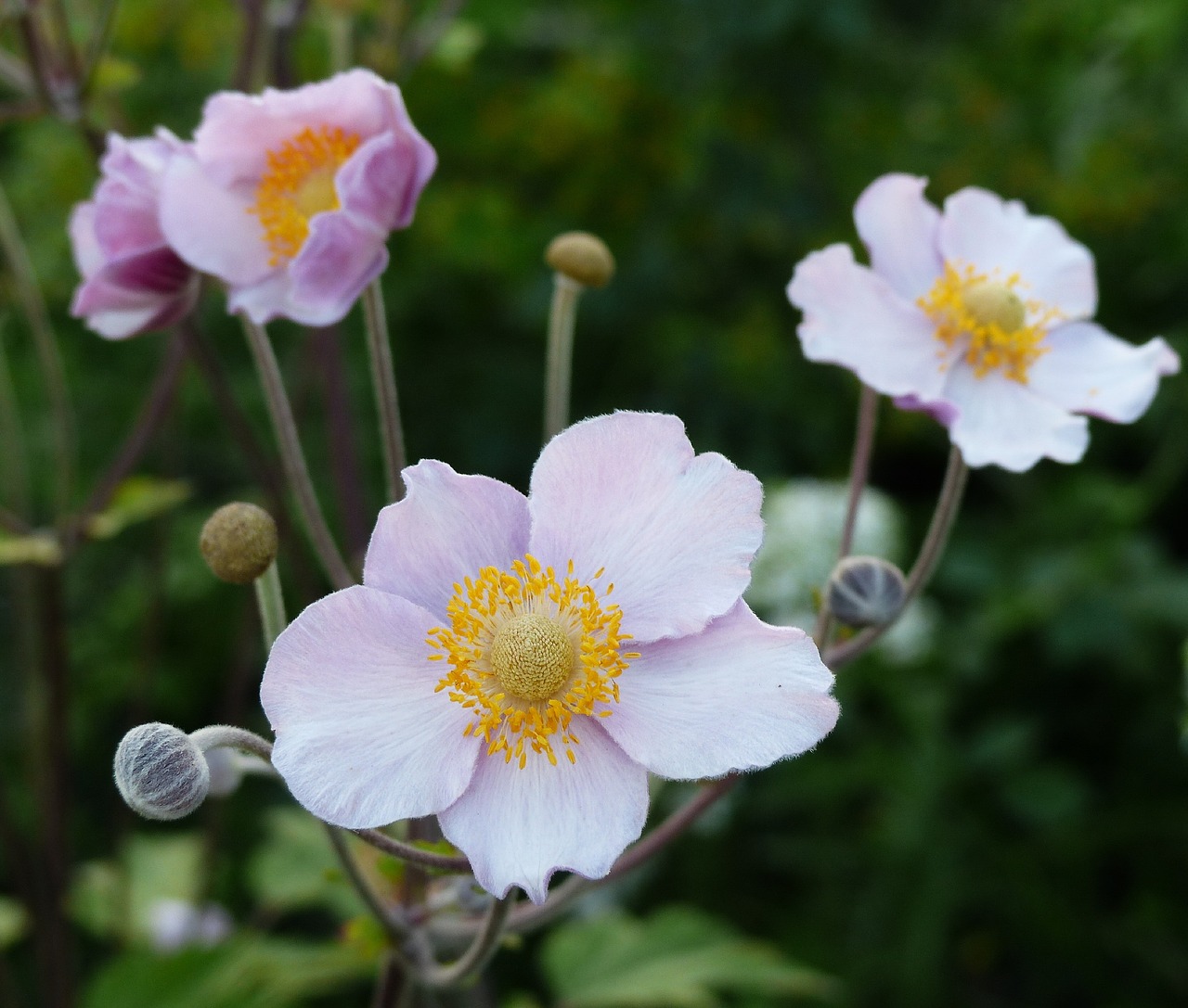 anemone  flowers  flower free photo