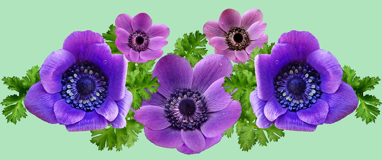 anemone  purple  flowers free photo