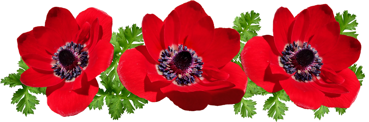 anemone  red  flowers free photo