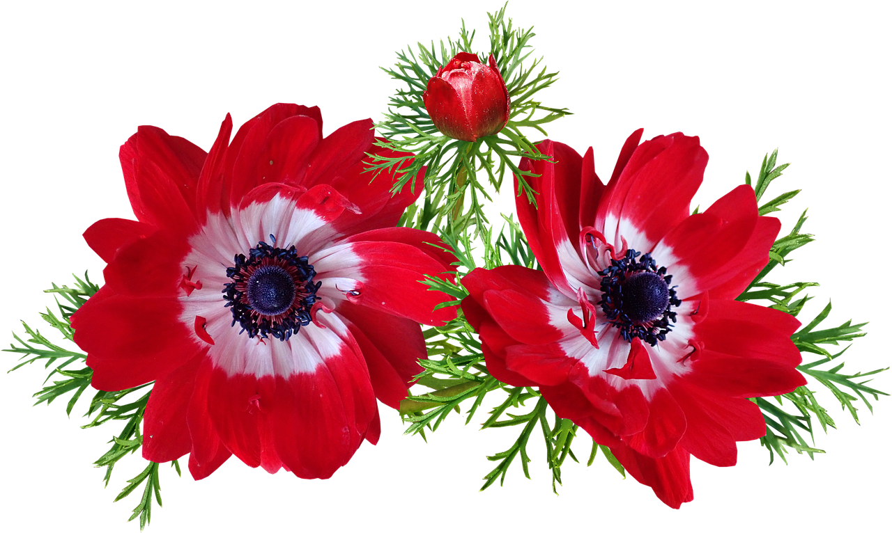 anemone  red  flowers free photo