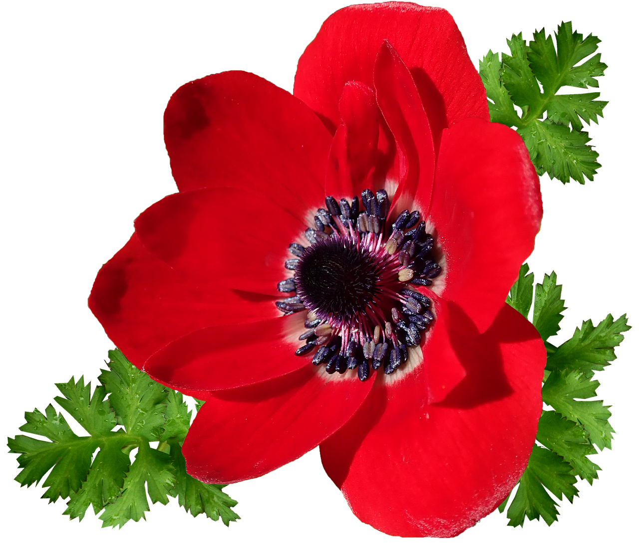 anemone  red  single flower free photo