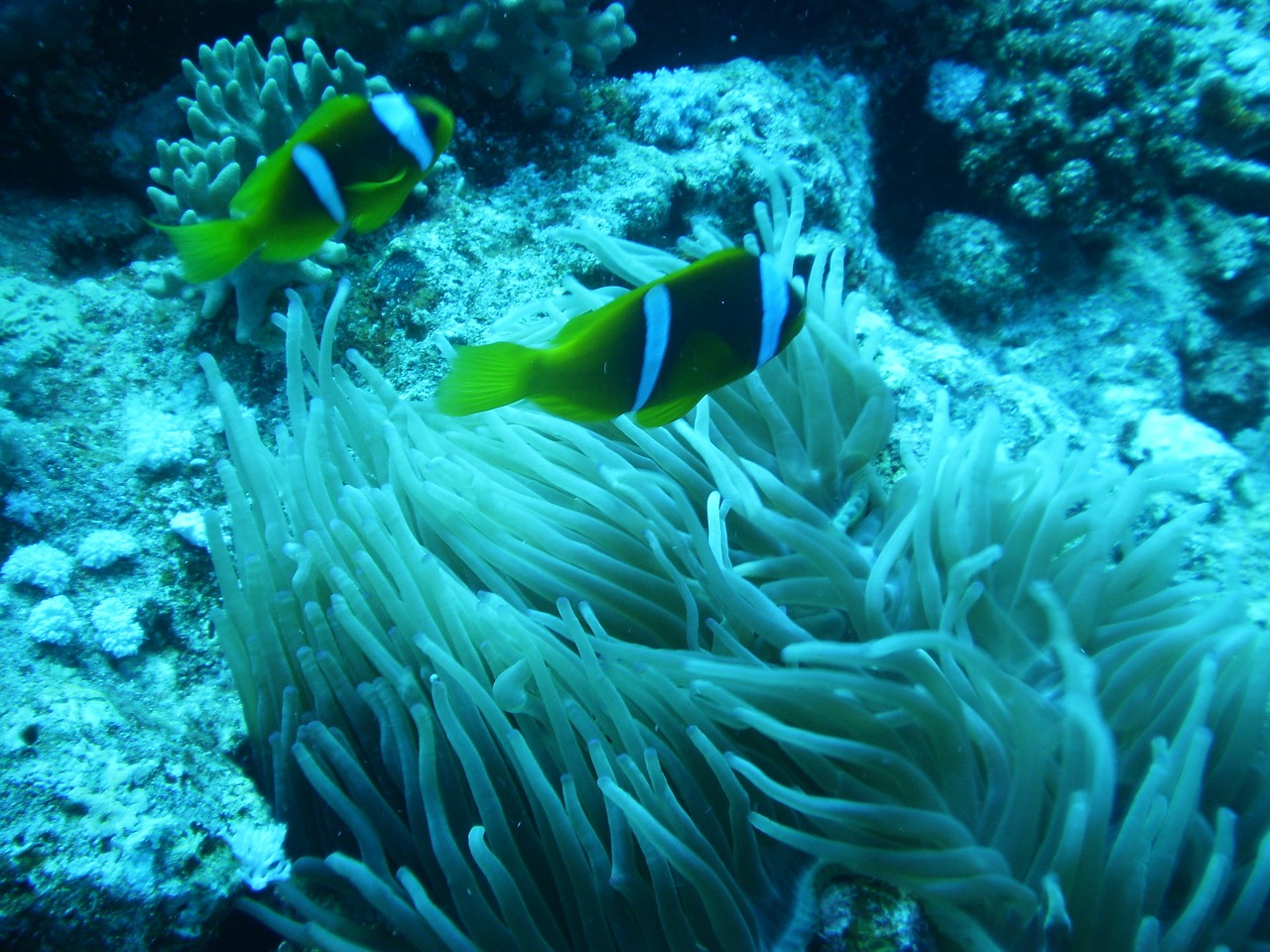 anemone diving family free photo