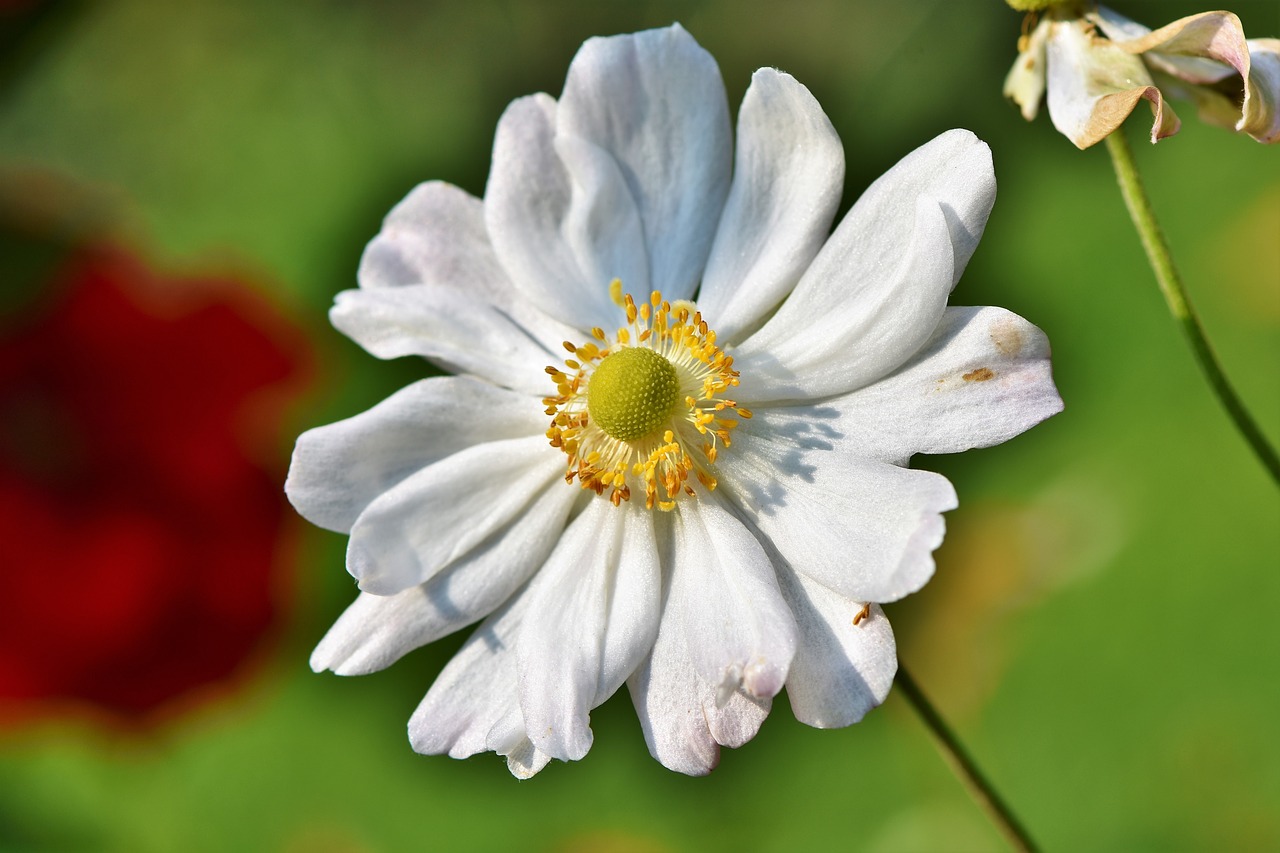 anemone  florets  blossom free photo